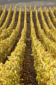 Vineyard Côte des blancs Chardonnay vine-plant, Champagne district, France