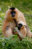 Female golden-cheeked gibbon with baby (Hylobates concolor gabriellae) captive. France