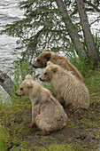 Three Grizzli bear cubs - 18 months old - beside Brooks river (Ursus arctos horribilis). Katmai National Park. Alaska. USA
