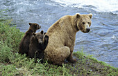 Grizzli bear mother and two spring cubs (Ursus arctos horribilis). Brooks river. Katmai National Park. Alaska, USA