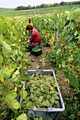 Chardonnay, vine-harvest at fall in vineyards, Champagne district, France
