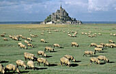 Sheeps grazing in salt-meadow. Mont St Michel, Manche, Normandy, France