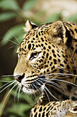 Portait of a female Sri-Lanka leopard captive (Panthera pardus kotiya), Vulnerable specie