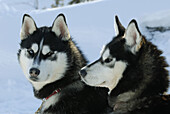 Siberian husky dogs, Nord West Territories, Canada