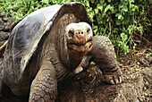 Galapagos Turtle (Geochelone elephantopus). Galapagos, Ecuador