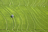 Aerial view of hut amidst rice field, Canggu, Indonesia