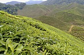 Tea fields, Malaysia