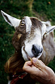 The British Alpine Goat Wendy being fed at treat outside Pollys Pancake Parlour in Sugar Hill, NH, USA.