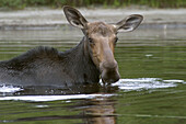 Cow Moose (Alces alces).