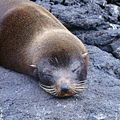 Sleeping fur seal. Galapagos Islands, Ecuador.