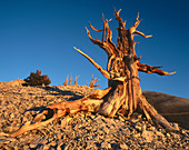 Bristlecone Pine (Pinus longaeva).  White Mountains. California. USA.