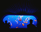 The Monterey Bay Aquarium in Monterey, California. The Jelly Fish exhibit.