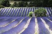 Lavender (Lavandula angustifolia). Sault, Vaucluse, (France)