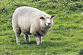 Sheep. Husum (Germany)