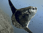 Sunfish (Mola mola). Alicante province, Comunidad Valenciana, Spain