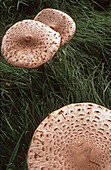Mushrooms on a forest corner. Bavaria. Germany.