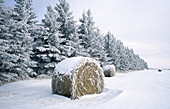 Winter prairie landscape of hay bales and row of pine trees.