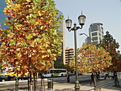 Avenida Apoquindo with trees in fall, Santiago de Chile. Chile