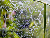 spider web after rain