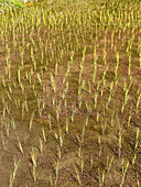 young rice shoots, Banaue, Philippines