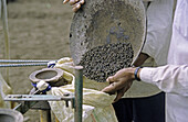 A farmer sowing seeds in soil by a traditional way. Mulshi, Pune, Maharashtra, India.