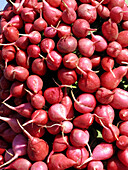 Red Radish (Raphanus sativus)