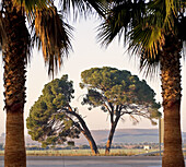 Palm trees and pine trees. Ctra.Olvera-Utrera, Cadiz. Andalucia. Spain.