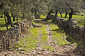 Oak trees. Jabuguillo, Sierra de Aracena, Huelva. Andalucia. Spain.