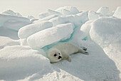 North America, Canada, Quebec, Iles de la Madeleine, harp seal (Phoca groenlandica)