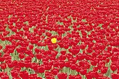 USA, Washington, Skagrt Valley, Tulip fields