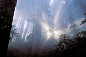 USA, California, Red Woods National Park, Mist in the forest