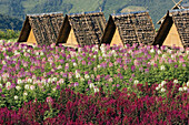 Small accomodation huts and fieald of flowers up in the mountains in the Mae Hong Son region
