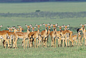 Impala (Aepyceros melampus) Africa, Kenya, Masai Mara Game Reserve.