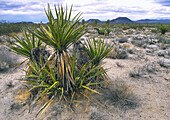 Scenic in Mojave National Park in California USA showing yucca plants and cinder cones of volcanic activity