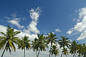 Palm trees, blue sky and white clouds. Backwaters, Kerala, India 2005.