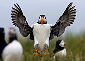Puffin landing on the Farne Islands, Northumberland, England, UK