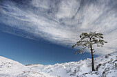 Lonely tree in sierra de Codés with snow. Navarra. Spain.