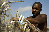 Fisherman picking the fishes caught in his net from the San Juan river. Matanzas. Cuba.