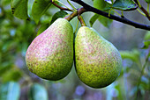 Pears on tree