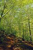 Beeches (Fagus sylvatica) in spring. Montseny Natural Park, Barcelona province. Spain