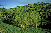 Trees and wind