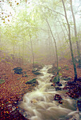 Beeches (Fagus sylvatica) and creek in autumn mist. Montseny Natural Park, Barcelona province. Spain