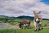 Donkeys. County Sligo. Ireland