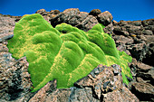 Yareta (Azorella compacta). Los Andes, Southwestern Bolivia