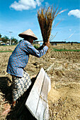 Treshing rice. Bandung, Java, Indonesia