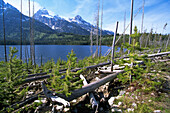 Growing forest after burning. Taggart Lake. Grand Teton National Park. Wyoming. USA