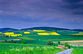 Europe, Germany, Lower Saxony , landscape near Edesheim, canola fields