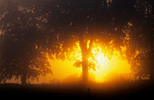 Europe, Germany, Mecklenburg-Western Pomerania, isle of Usedom, forest at sunrise