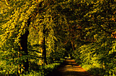 Europe, Germany, Mecklenburg-Western Pommerania, isle of Rügen, Mustizer tree alley, near Zirkow