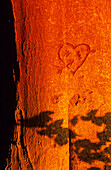 Europe, Germany, Mecklenburg-Western Pommerania, isle of Rügen, Mustizer tree alley near Zirkow, tree with engraved heart, near Zirkow
